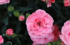 Nelken Dianthus