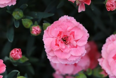 Nelken Dianthus