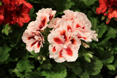 Nelken Dianthus