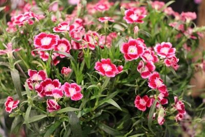 Nelken Dianthus