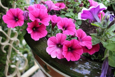 Petunien Petunia