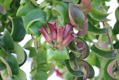 Schamblume Aeschynanthus