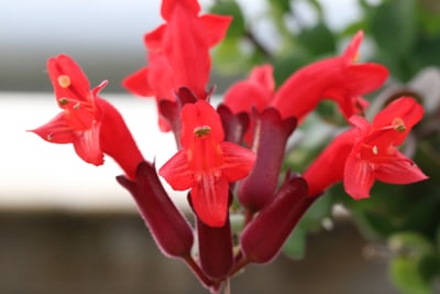 Schamblume Aeschynanthus