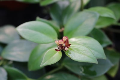 Schamblume Aeschynanthus