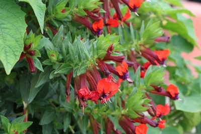 Schamblume Aeschynanthus