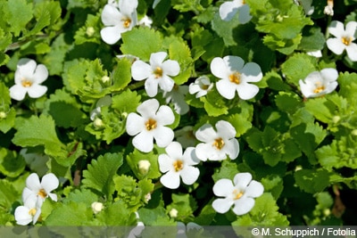 Schneeflockenblume