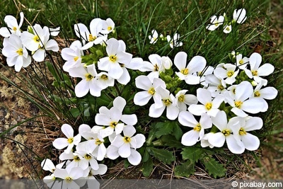 Schneeflockenblume