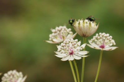 Sterndolde Astrantia