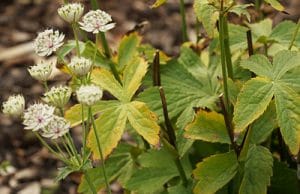 Sterndolde Astrantia