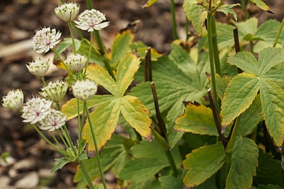 Sterndolde Astrantia