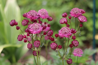 Sterndolde Astrantia