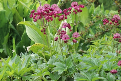 Sterndolde Astrantia