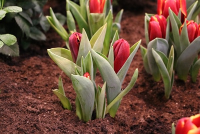 Tulpen Tulipa Tulpenzwiebeln