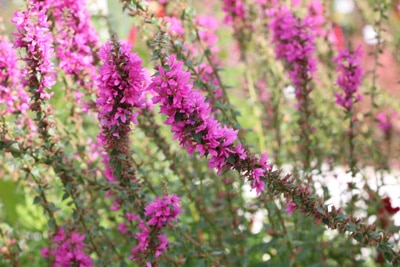 Blutweiderich Lythrum salicaria