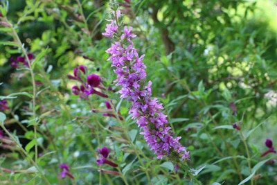 Blutweiderich Lythrum salicaria