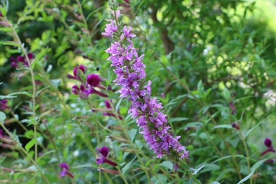 Blutweiderich Lythrum salicaria