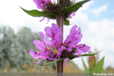 Blutweiderich Lythrum salicaria