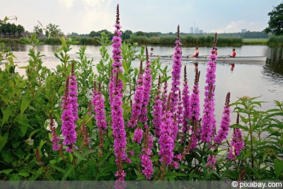 Blutweiderich Lythrum salicaria