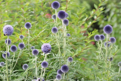 Blaue Kugeldistel Echinops ritro