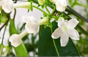 Kranzschlinge Stephanotis floribunda