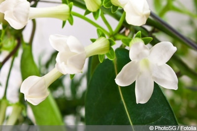 Kranzschlinge Stephanotis floribunda