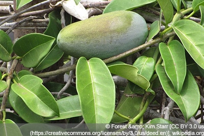 Kranzschlinge Stephanotis floribunda