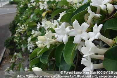 Kranzschlinge Stephanotis floribunda