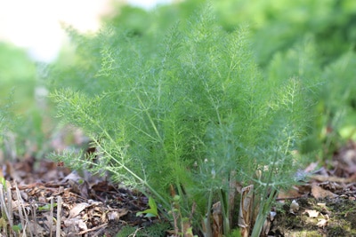 Fenchel