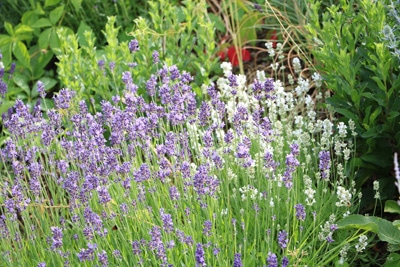 Lavendel Lavandula angustifolia