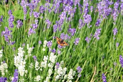 Kräuter Lavendel