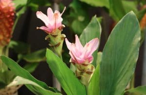 Safranwurz Curcuma alismatifolia