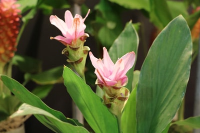 Safranwurz Curcuma alismatifolia