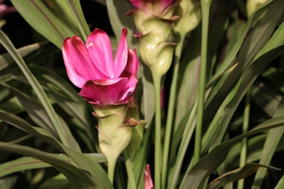 Safranwurz Curcuma alismatifolia