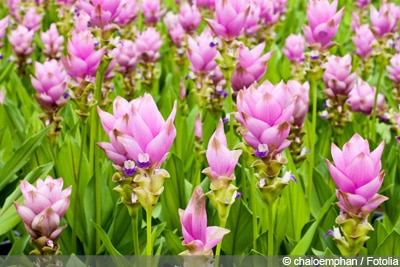 Safranwurz Curcuma alismatifolia