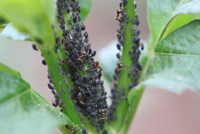 Melone anbauen Blattlaus