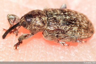 Rüsselkäfer, Curculionidae in Haus und Garten bekämpfen ...