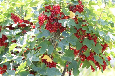 Johannisbeeren