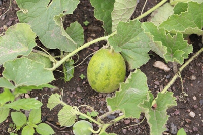 Melone anbauen