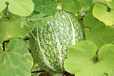 Melone anbauen