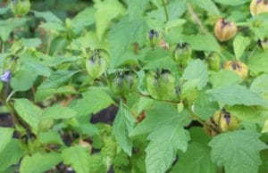 Physalis Kapstachelbeeren Andenbeere