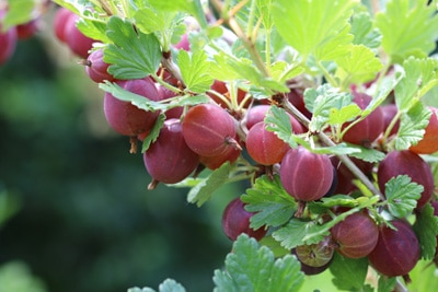 Stachelbeeren