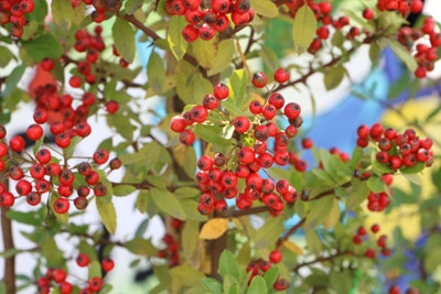 Feuerdorn Pyracantha schnellwachsende Pflanzen