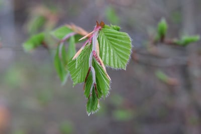 Corylus avellana