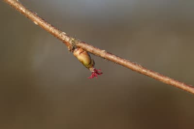 Corylus avellana