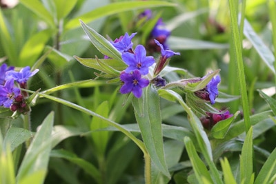 Steinsame Lithodora diffusa