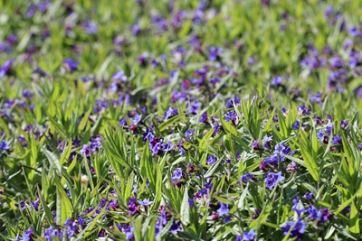 Steinsame Lithodora diffusa