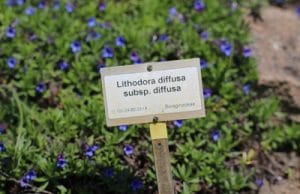Steinsame Lithodora diffusa