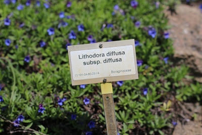 Steinsame Lithodora diffusa