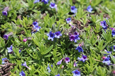 Steinsame Lithodora diffusa