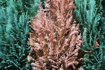 Thuja